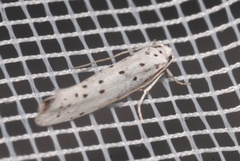 Yponomeuta cagnagella