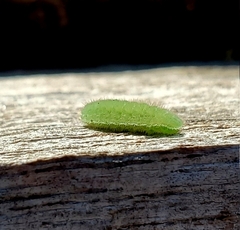 Callophrys xami