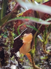 Raorchestes luteolus