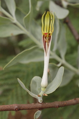 Agelanthus natalitius