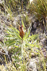 Protea longifolia