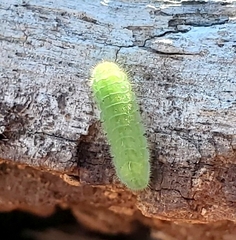 Callophrys xami