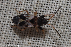 Scolopostethus