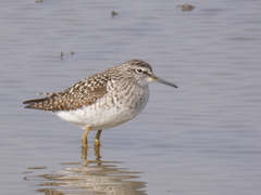 Tringa glareola