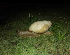 Megalobulimus