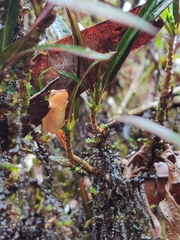 Raorchestes luteolus