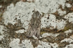 Lithophane leautieri