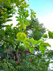 Passiflora edulis flavicarpa