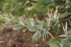 Agelanthus natalitius