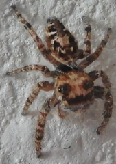 Phidippus comatus