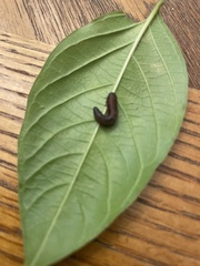 Omphalocera munroei