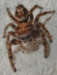 Phidippus comatus