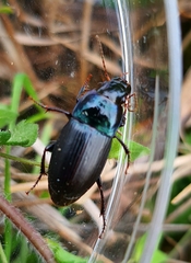 Harpalus dimidiatus
