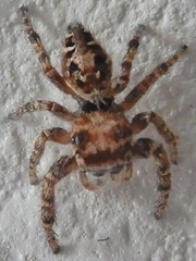 Phidippus comatus