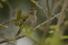 Cercotrichas leucophrys