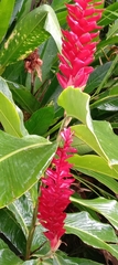 Alpinia purpurata
