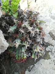 Euphorbia schinzii