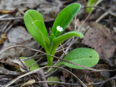 Myosotis sparsiflora