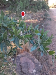 Quercus emoryi