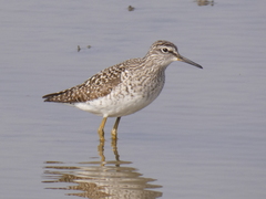 Tringa glareola
