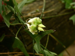 Araujia angustifolia