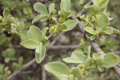 Vangueria parvifolia