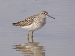 Tringa glareola