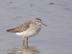 Tringa glareola