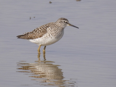 Tringa glareola