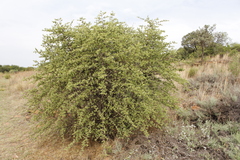 Vangueria parvifolia
