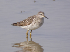 Tringa glareola