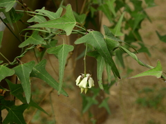 Araujia angustifolia
