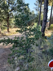 Quercus emoryi