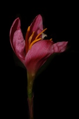 Zephyranthes carinata