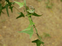 Araujia angustifolia