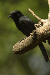 Melaenornis pammelaina
