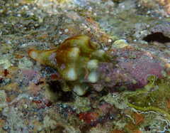 Tarantinaea lignaria