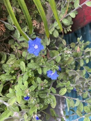 Evolvulus glomeratus