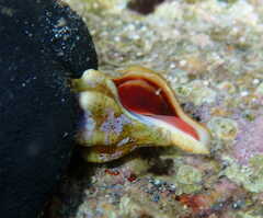 Tarantinaea lignaria