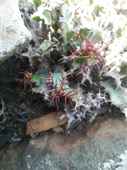 Euphorbia schinzii