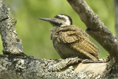 Chloropicus namaquus