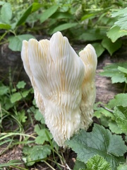 Pleurotus levis