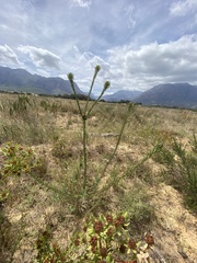 Leucadendron chamelaea