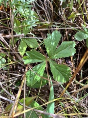 Sanicula marilandica