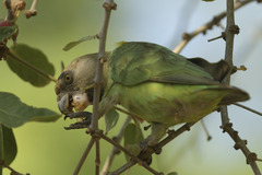 Poicephalus cryptoxanthus