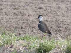 Vanellus vanellus
