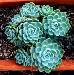 Echeveria elegans