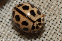 Tytthaspis sedecimpunctata