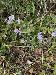 Symphyotrichum novi-belgii