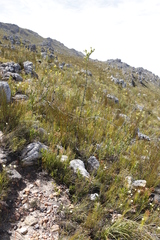 Thesium euphorbioides